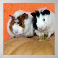 Two Guinea Pigs on a Long Island Cheese Pumpkin Poster