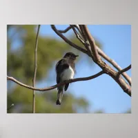 Poster - Flycatcher