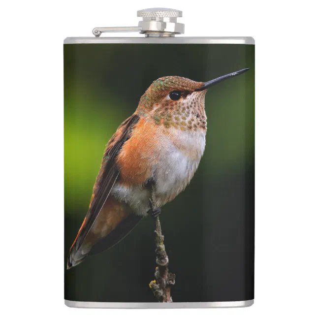 Adorable Rufous Hummingbird on Branch Flask