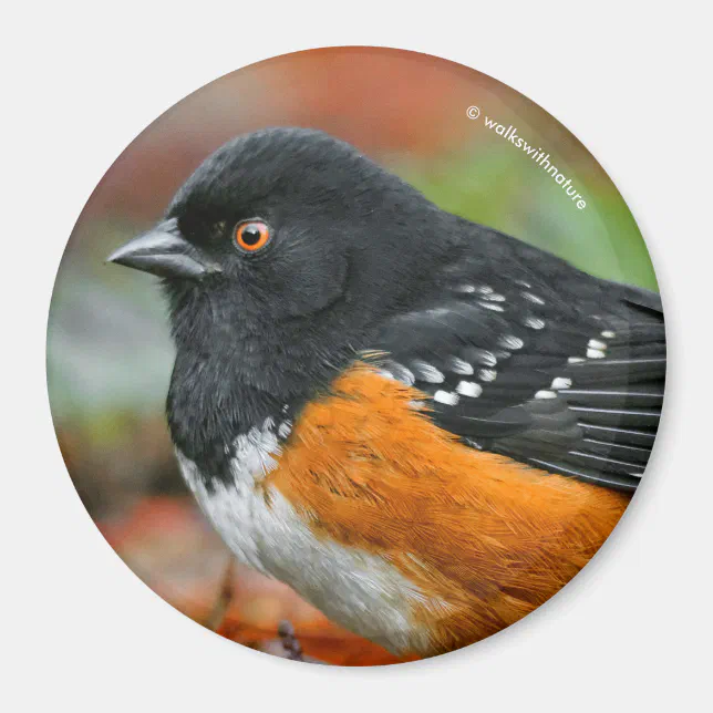 Profile of a Spotted Towhee Magnet