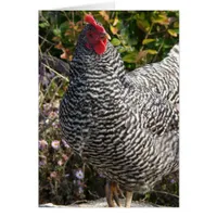 Barred Rock