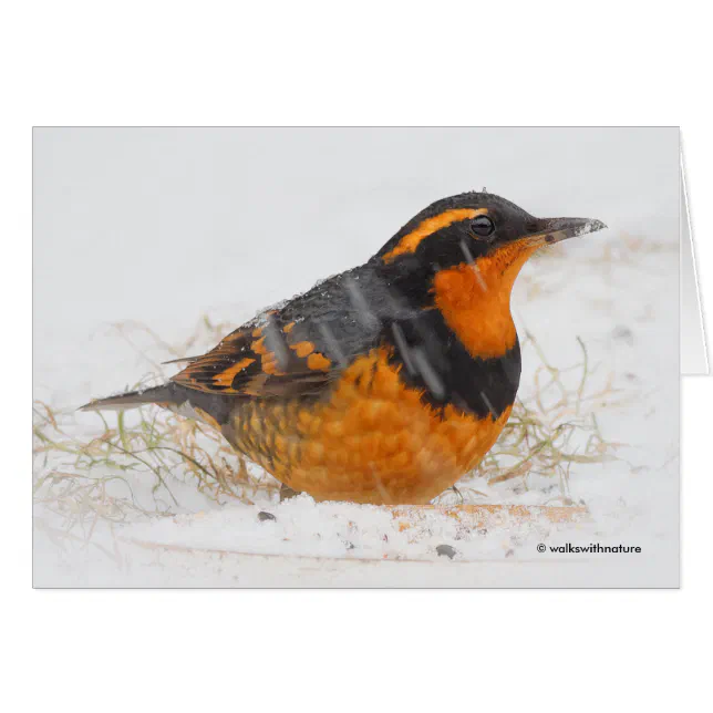 Beautiful Varied Thrush Songbird in the Snow