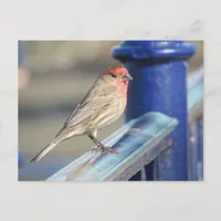 Postcard - Red Sparrow on Blue fence