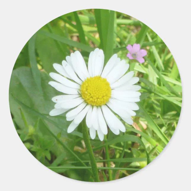 Pretty Little White and Yellow Miniature Daisy Classic Round Sticker