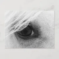Horse Eye in Black and White Postcard
