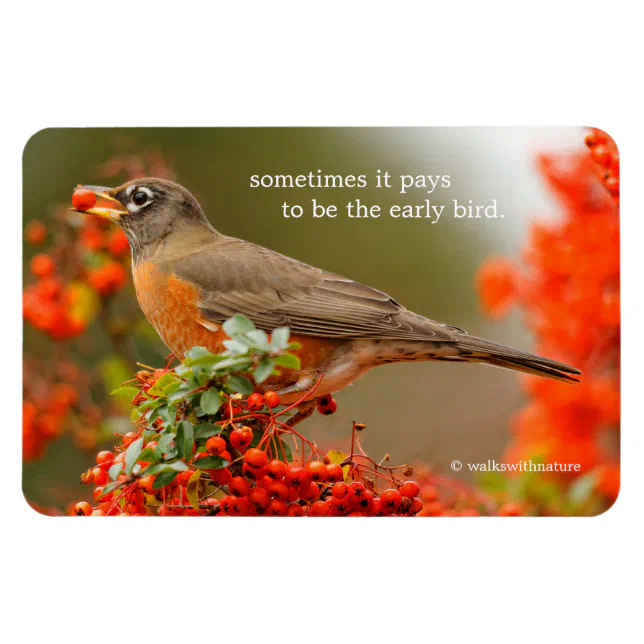 American Robin with a Pyracantha Pomme Magnet