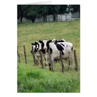 Dairy Cattle All Occasion Blank Greeting Card