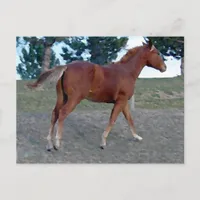 Sorrel Yearling Postcard