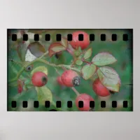 Rose Film Poster
