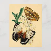 Vintage Butterflies Postcard