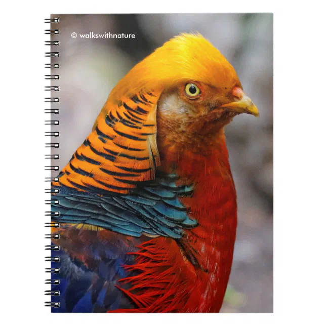 Stunning Profile of a Red Golden Pheasant Notebook