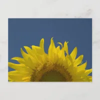 Sunflower Rising  Postcard