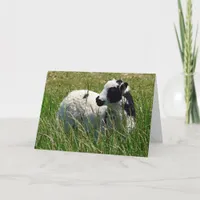 Adorable Jacob Ram Lamb, Easter Card