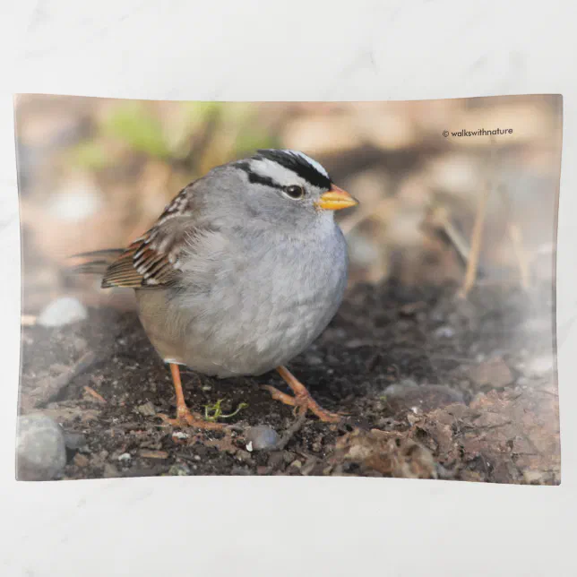 Chubby White-Crowned Sparrow in the Winter Sun Trinket Tray