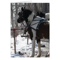 Pinto Draft Horses