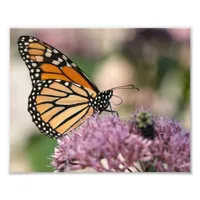 Monarch Butterfly and Bumblebee on Joe Pye Weed Photo Print