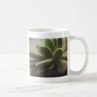 Hen and Chicks