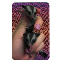 Baby Sugar Gliders Photo Magnet