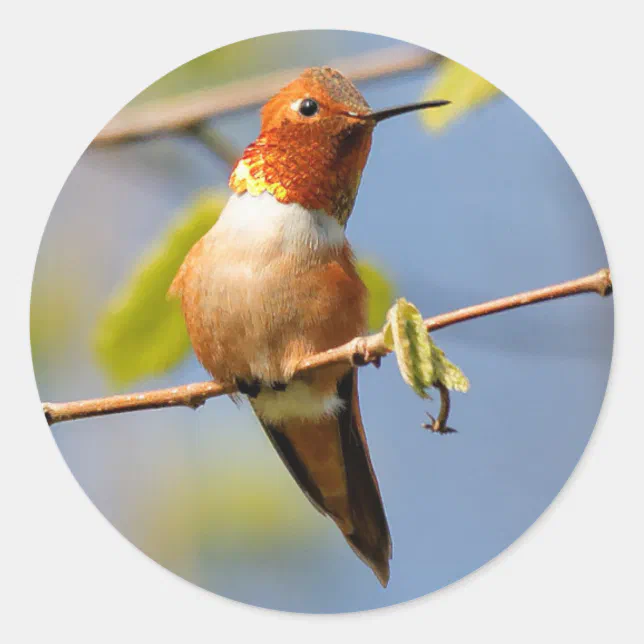 Sitting Pretty: Male Rufous Hummingbird Classic Round Sticker