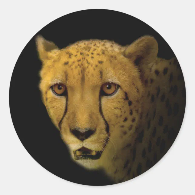 Trading Glances with a Magnificent Cheetah Classic Round Sticker