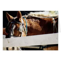 Behind the Fence Amish Horse Cards