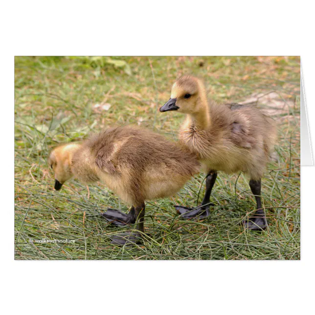 A Pair of Playful Canada Goose Goslings