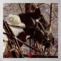 Pinto Draft Horse Poster
