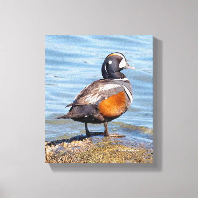 Beautiful Harlequin Duck on the Rock Canvas Print