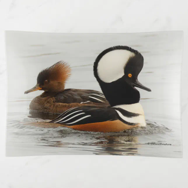 A Meeting of Hooded Mergansers Trinket Tray