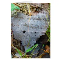 A Leaf