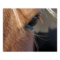 Horse Eye Poster