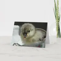 Adorable Blue Cochin Chick in a Teacup Card