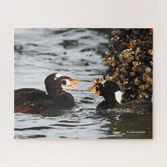 Surf Scoters Squabble over Barnacles and Mussels Jigsaw Puzzle