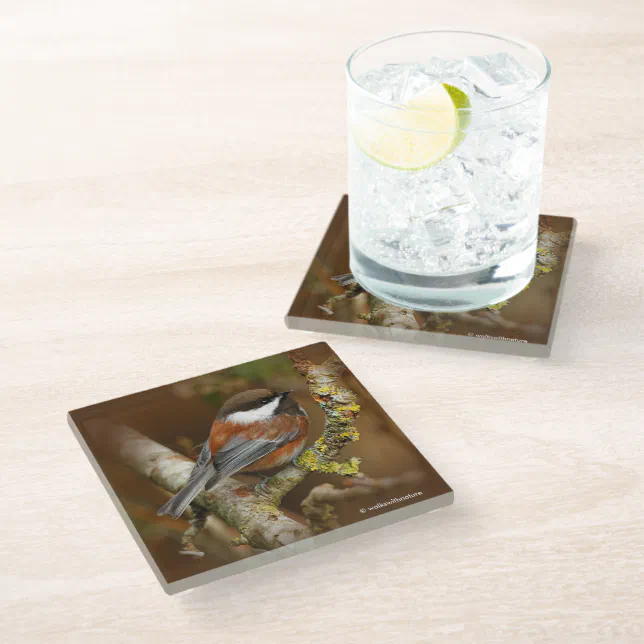 Cute Chestnut-Backed Chickadee Songbird in Tree Glass Coaster