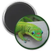 Gold Dust Day Gecko – Audition and Get Some Gecko Magnet