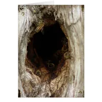 Wild Honey Bees in a Hollow Tree Cards