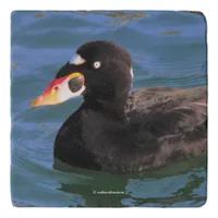 Male Surf Scoter Duck at the Pier Trivet