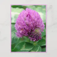 Clover Art Postcard