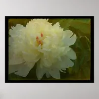 White Peony Poster