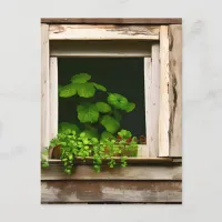 Pretty Plants in Rustic Window with Weathered Wood Postcard