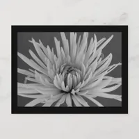 Black and White Spider Mum Postcard