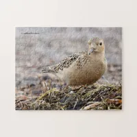 Beautiful Buff-Breasted Sandpiper at the Beach Jigsaw Puzzle