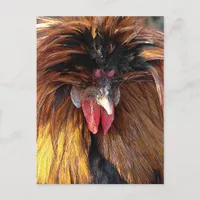 Polish Roo Postcard