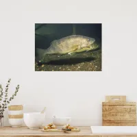 Walleye in Tank Photo Poster