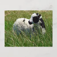 Jacob Ram Lamb Postcard