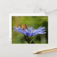 Honeybee on Flowering Radicchio Italian Chicory Postcard