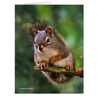 Saucy Red Squirrel in the Fir Cards