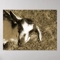 Thumbalina the Goat Kid Poster