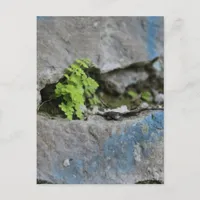 Determined Fern in Boulder Blue Graffiti Postcard