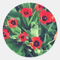 A Bouquet of Tulips in the garden Classic Round Sticker